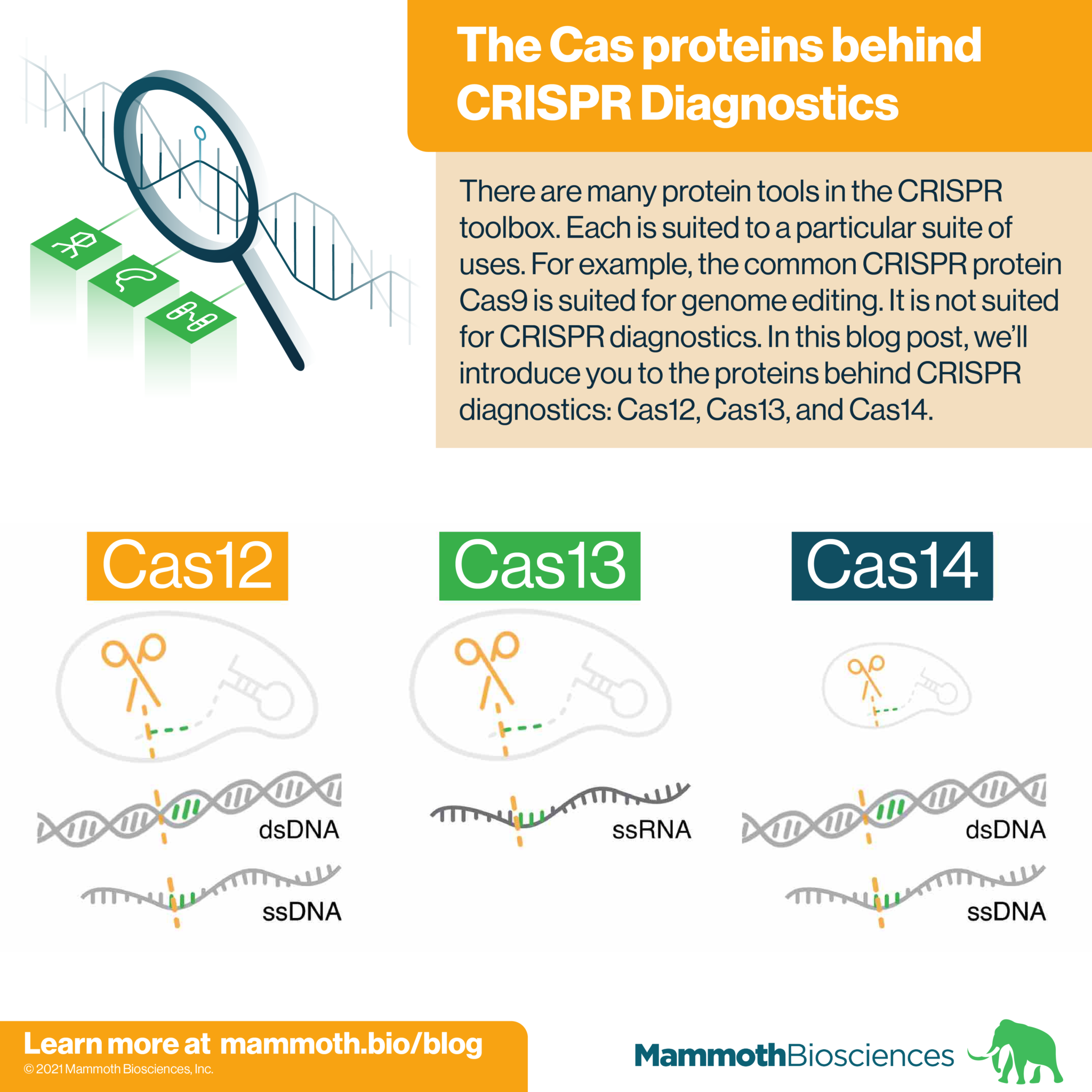 The Cas Proteins Behind Crispr Diagnostics Mammoth Biosciences