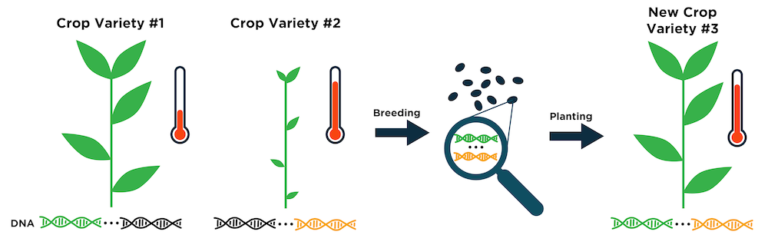 CRISPR diagnostics in agriculture - Mammoth Biosciences