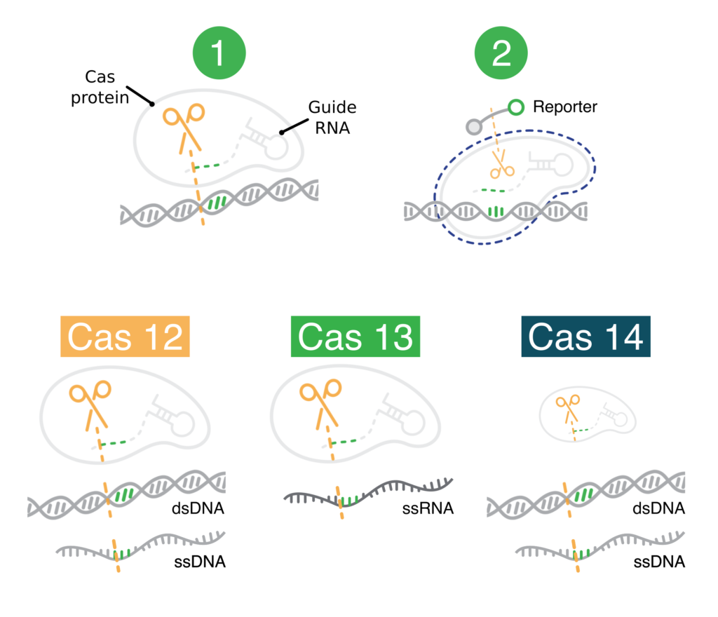 Infographic showing how CRISPR diagnostics work at the molecular level. Graphic also shows CRISPR associated proteins Cas 12, Cas 13, and Cas 14 with their associated DNA/RNA cutting preferences.