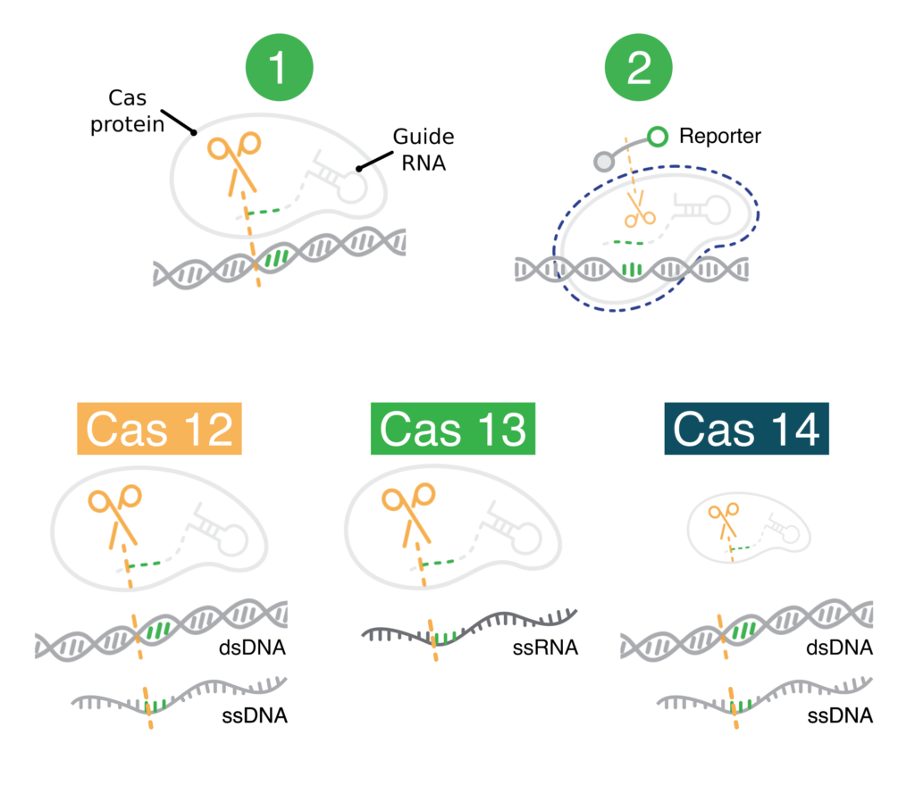 The Cas proteins behind CRISPR diagnostics - Mammoth Biosciences