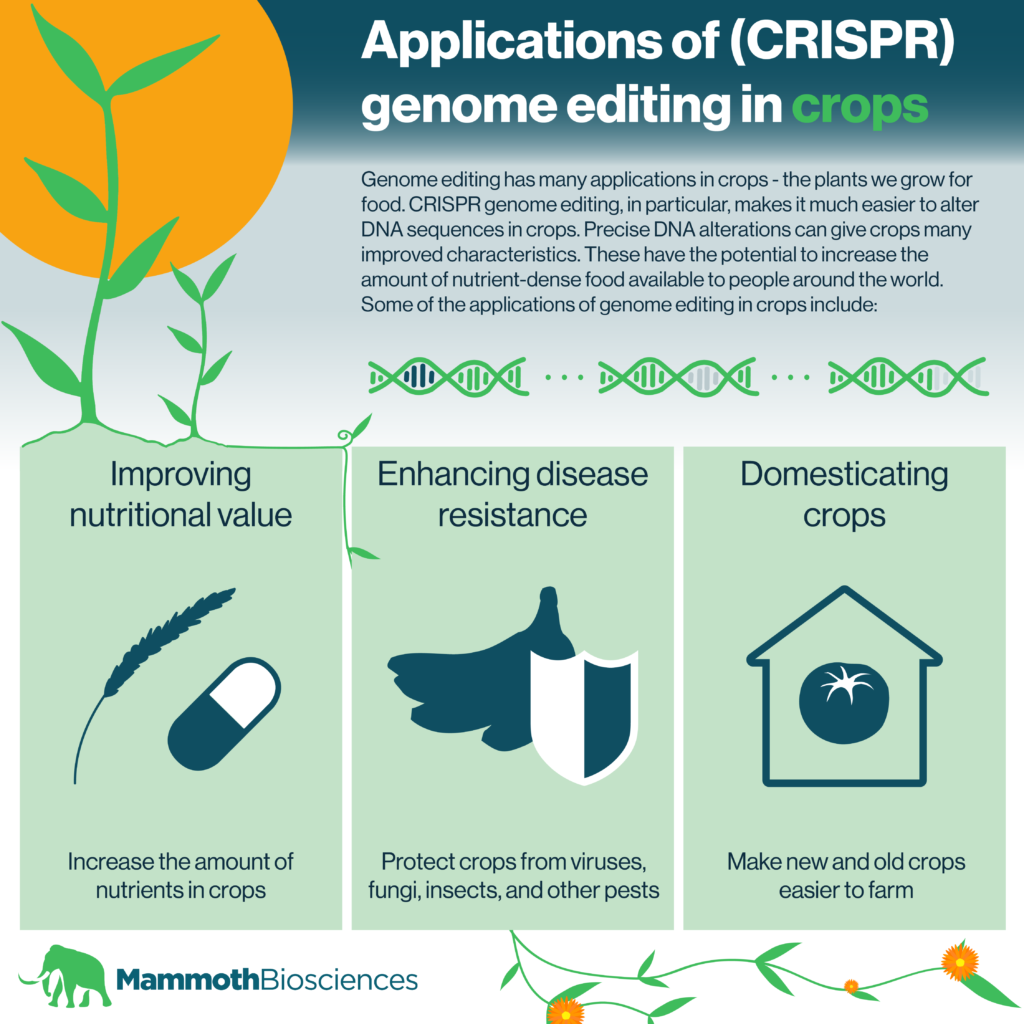 Applications Of (CRISPR) Genome Editing In Crops - Mammoth Biosciences