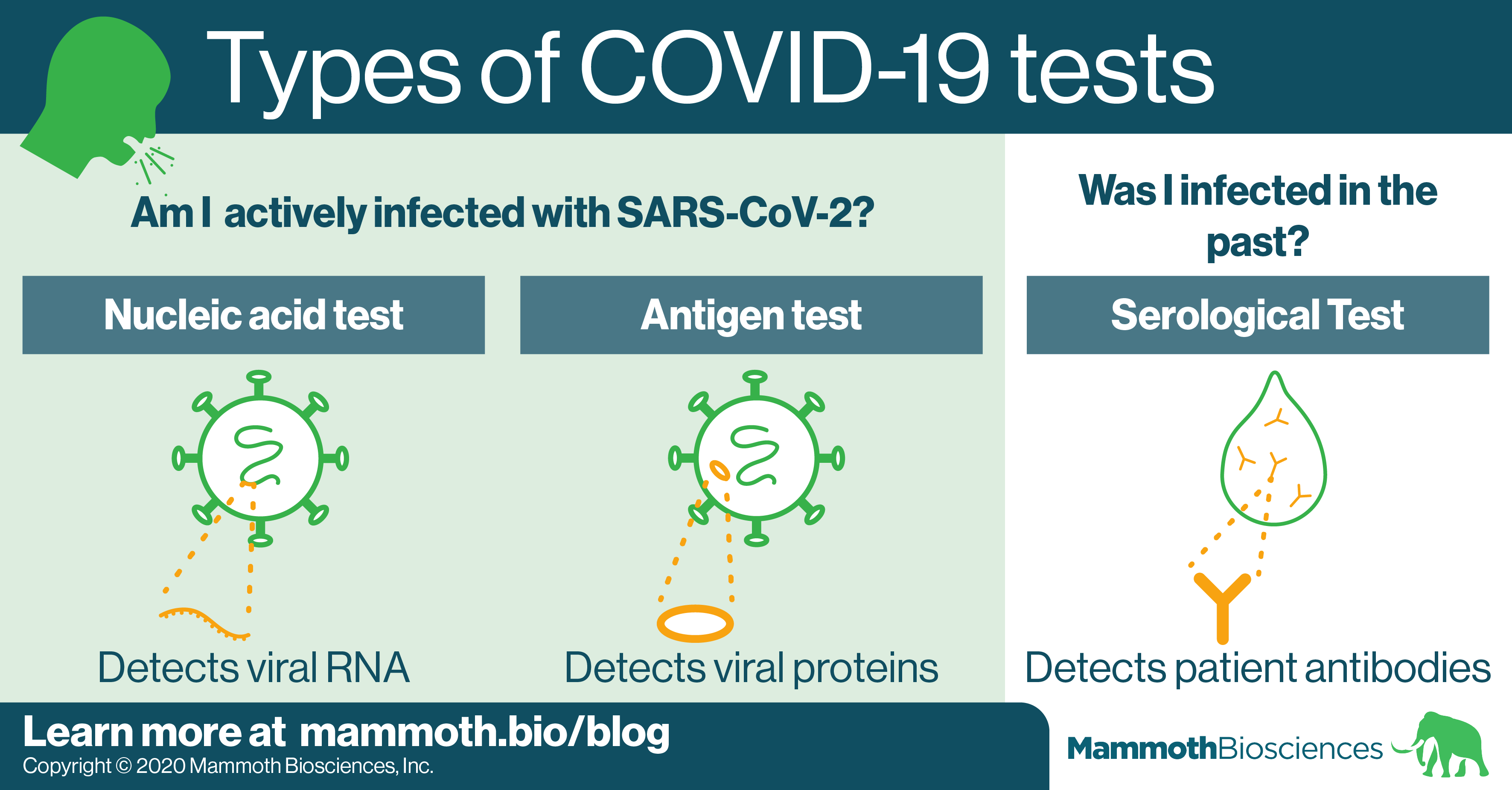 Types of COVID-19 tests - Mammoth Biosciences