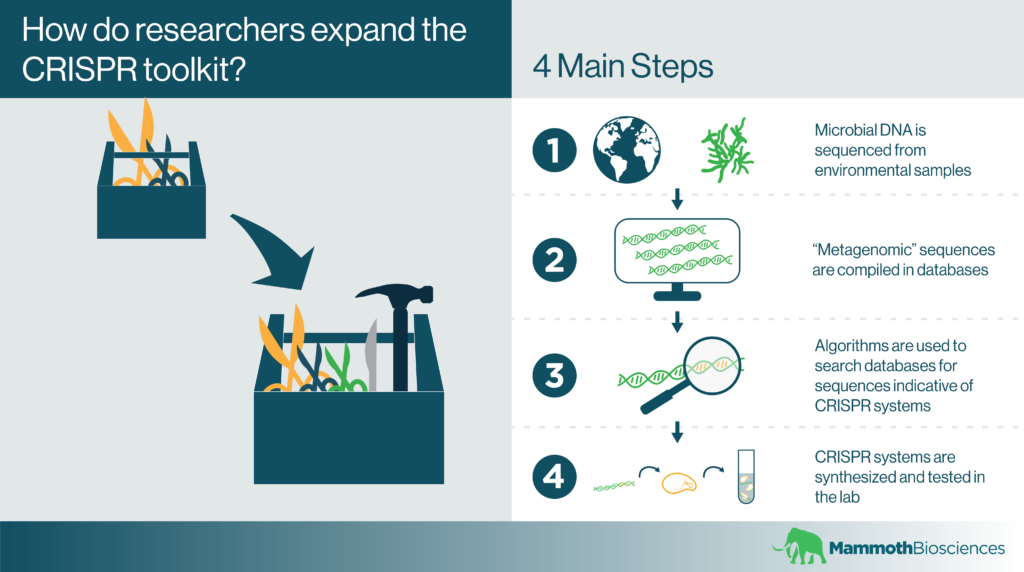 Infographic showing the process that researchers use to expand the CRISPR toolkit.