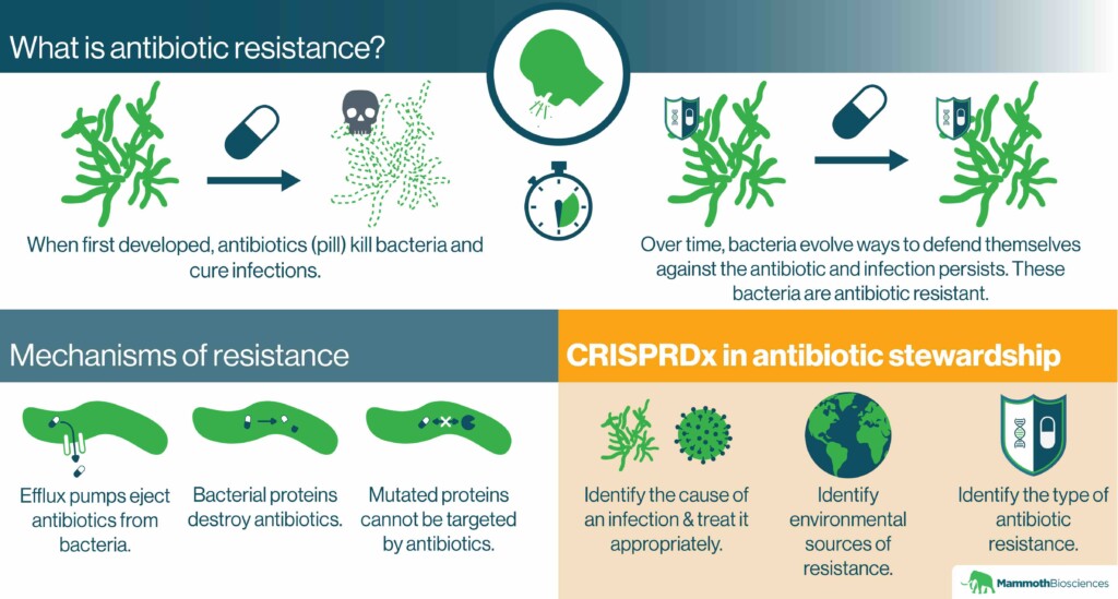 Infographic describing what antibiotic resistance is. The infographic shows how antibiotics can kill bacteria when they are first developed, but that, over time, bacteria evolve ways to defend themselves against antibiotics. These bacteria are antibiotic resistance. The bottom left of the infographic portrays 3 mechanisms of resistance: efflux pumps that eject antibiotics from the bacteria, bacterial proteins that destroy the antibiotics, and mutated proteins that cannot be targeted by antibiotics. The bottom right of the infographic shows 3 ways CRISPR diagnostics (CRISPRDx) can help prevent antibiotic resistance from developing (make us better antibiotic "stewards). They can: Identify the cause of an infection and enable doctors to treat it appropriately (e.g. use only antibiotics that work), identify environmental sources of resistances, and identify the different kinds of antibiotic resistance at work in different bacteria.