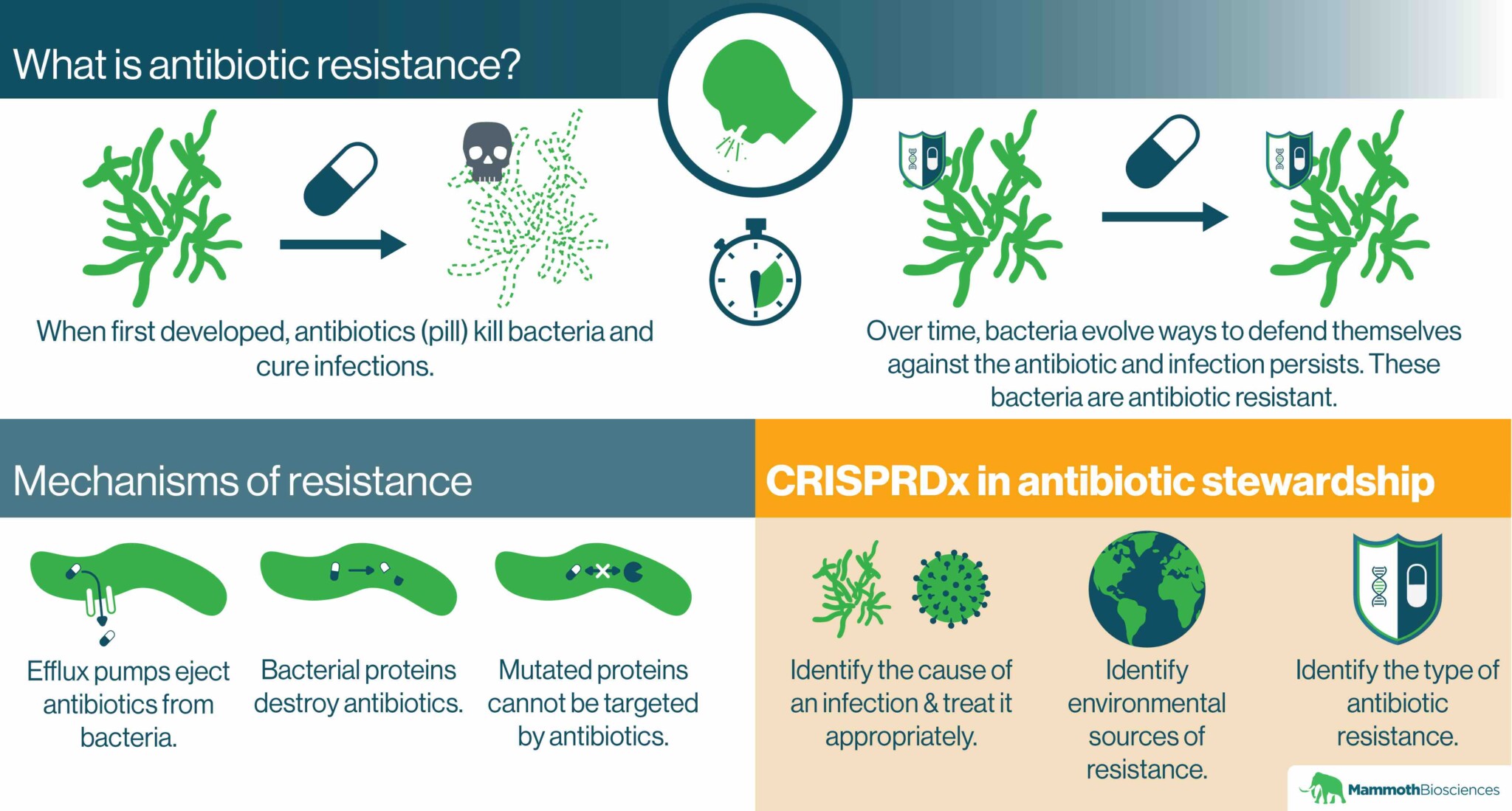 Antibiotic resistance how it works and how we can fight it with