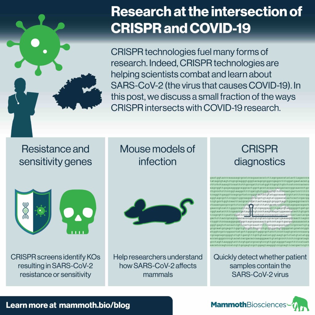 Infographic showing three ways researchers are using CRISPR to learn more about COVID-19 and SARS-COV-2 (the virus that causes COVID-19). The three ways depicted are: Using CRISPR to discover mammalian genes that impact cellular resistance and sensitivity to SARS-CoV-2, using CRISPR to create mouse models that are susceptible to SARS-CoV-2 infection, and using CRISPR to create diagnostics that make it easier to detect SARS-CoV-2 infection.