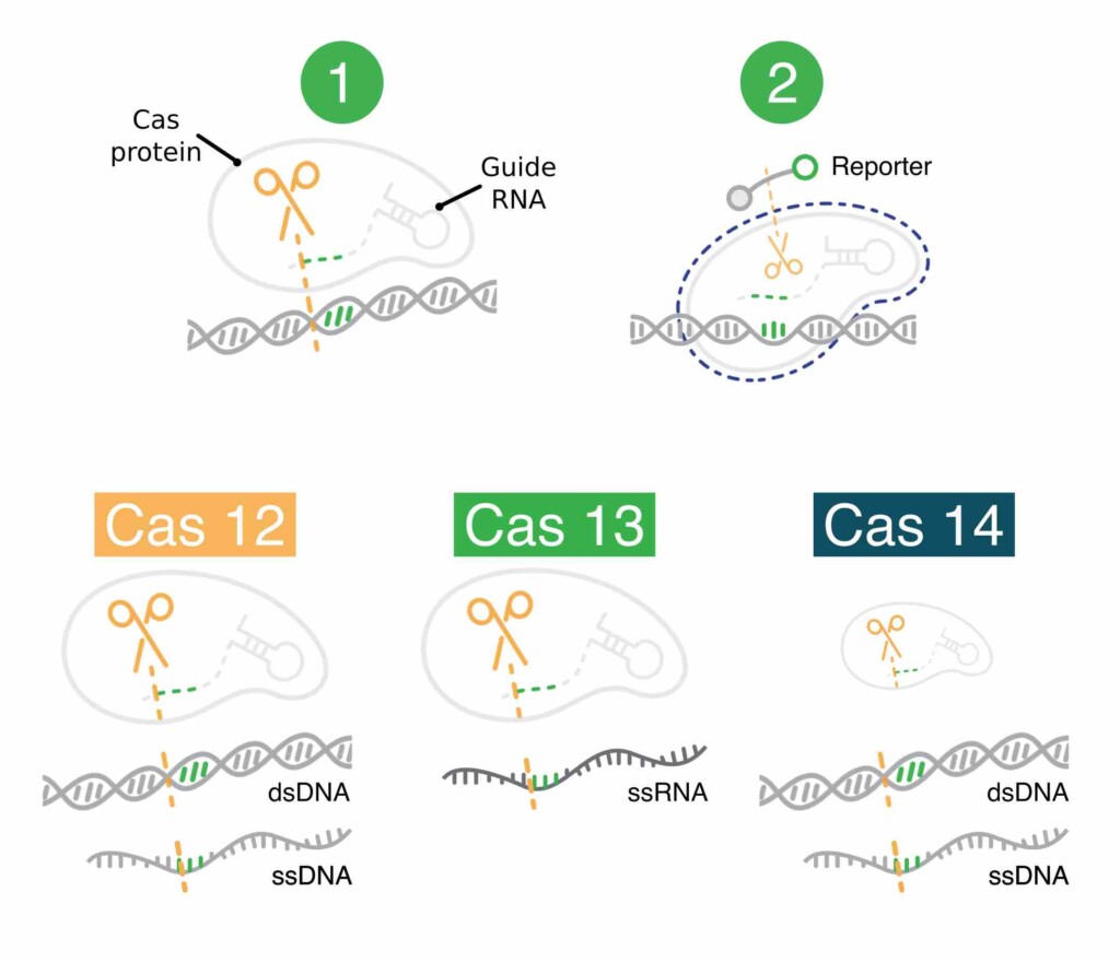 The top of the image shows how, in CRISPR diagnostics, a gRNA-directed Cas protein cuts a target nucleic acid and then cuts a reporter molecule that glows as result. The bottom of the image shows the 3 cas nucleases being used to developed CRISPR diagnostics - Cas12 (targets dsDNA), Cas13 (targets ssRNA), and Cas14 (targets dsDNA).