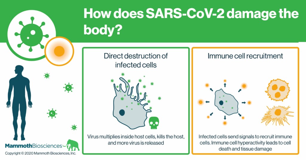 How Sars Cov 2 Impacts The Body Mammoth Biosciences