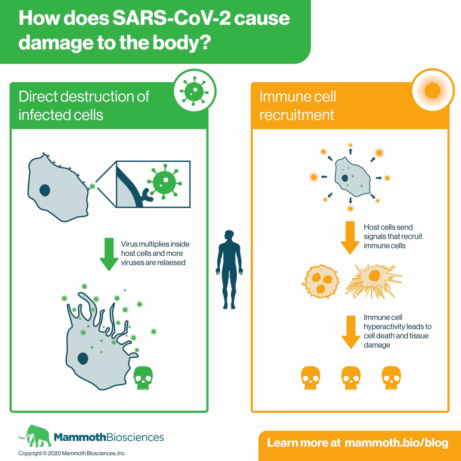 How SARS-CoV-2 impacts the body - Mammoth Biosciences 