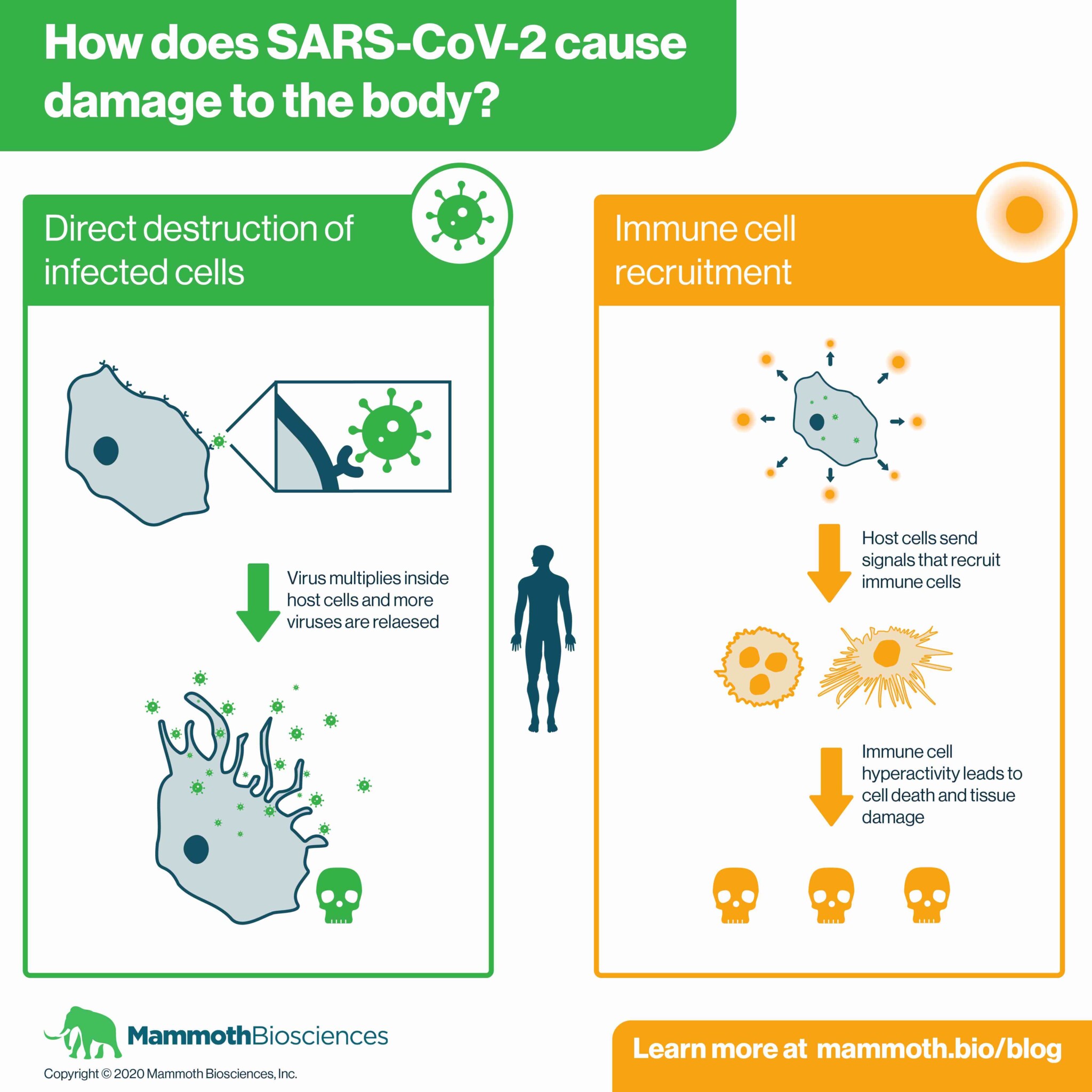 How Sars Cov 2 Impacts The Body Mammoth Biosciences