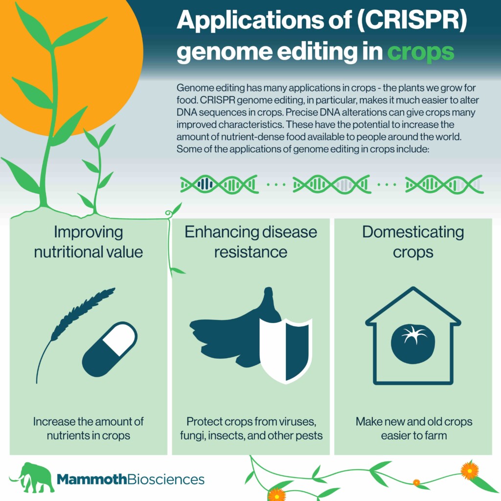 Applications of (CRISPR) genome editing in crops infographic. Applications include: improving nutritional value, enhancing disease resistance, and domesticating crops.