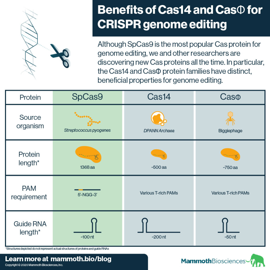 Infographic describing the benefits of Cas14 and CasPhi for genome editing as compared to SpCas9.