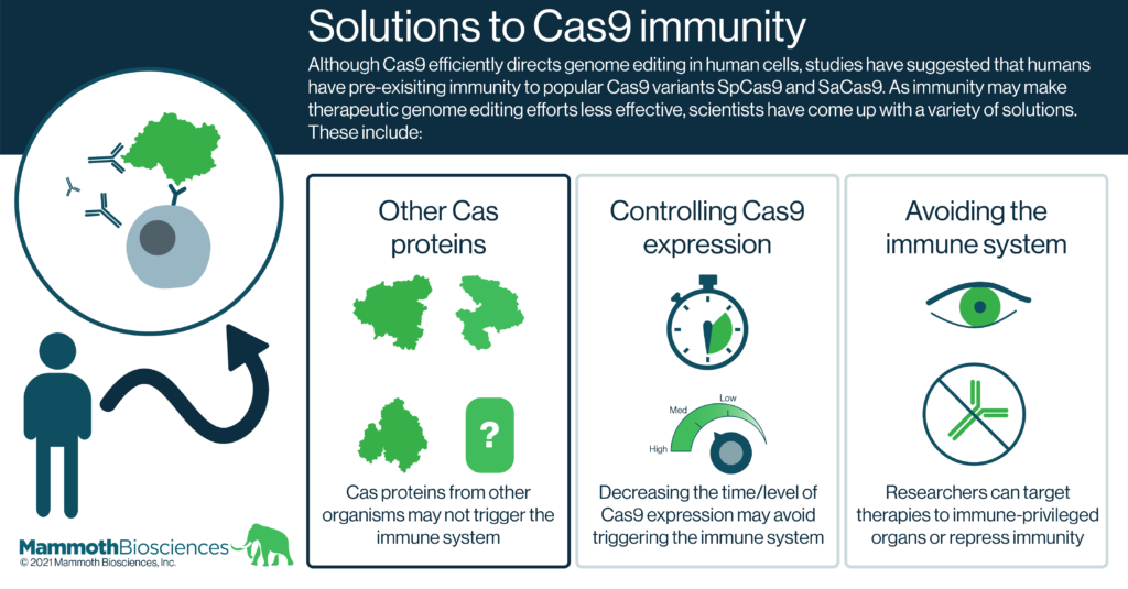 Graphic highlighting solutions to Cas9 immunity. Although Cas9 efficiently directs genome editing in human cells, numerous studies have shown that humans have pre-exisiting immunity to popular Cas9 variants SpCas9 and SaCas9. As immunity may make therapeutic genome editing efforts less effective, scientists have come up with a variety of solutions. These include: other Cas proteins (Cas proteins from other organisms may not trigger the immune system), controlling Cas9 expression (Decreasing the time/level of Cas9 expression may avoid triggering the immune system), and avoiding the immune system (Researchers can target therapies to immune-privileged organs or repress immunity).