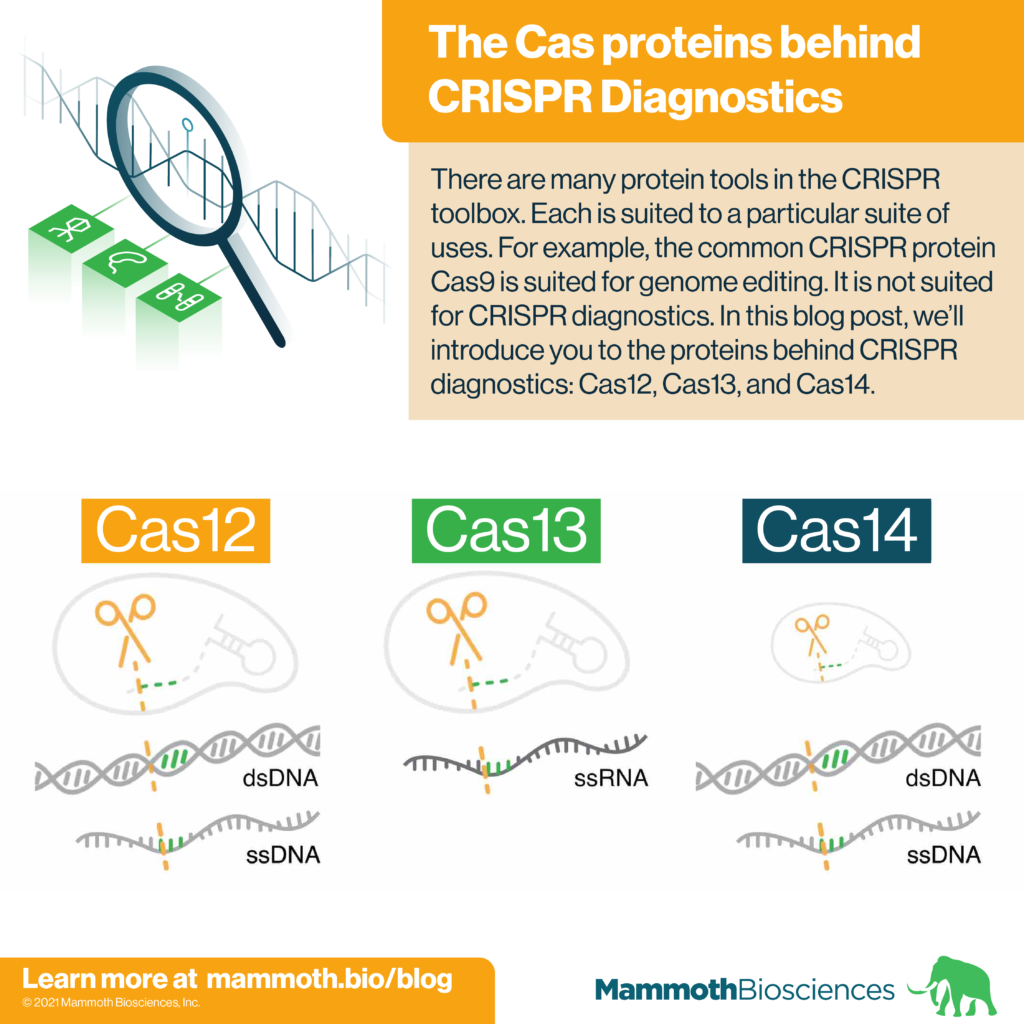 Image features the 3 main Cas proteins behind CRISPR diagnostics: Cas12, Cas13, and Cas14.