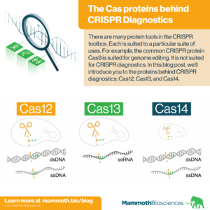 The Cas proteins behind CRISPR diagnostics - Mammoth Biosciences