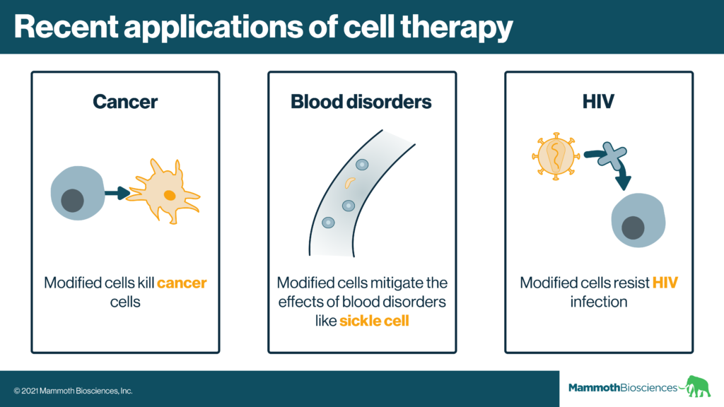 Graphic showing three areas where cell therapies are being actively developed. These include cancer, blood disorders, and HIV. In cancer, modified cells are used to kill cancer cells. In blood disorders, modified cells mitigate the effects of diseases like sickle cell by replacing diseased blood stem cells with corrected or healthy blood stem cells. In HIV, modified cells may resist HIV infection.
