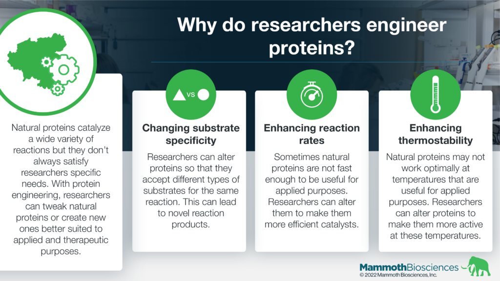 Graphic describing why researchers engineer proteins. The graphic reads:
Natural proteins catalyze a wide variety of reactions but they don’t always satisfy researchers specific needs. With protein engineering, researchers can tweak natural proteins or create new ones better suited to applied and therapeutic purposes.

Specific reasons on for engineering proteins include:
Changing substrate specificity - Researchers can alter proteins so that they accept different types of substrates for the same reaction. This can lead to novel reaction products.

Enhancing reaction rates - Sometimes natural proteins are not fast enough to be useful for applied purposes. Researchers can alter them to make them more efficient catalysts.

Enhancing thermostability - Natural proteins may not work optimally at temperatures that are useful for applied purposes. Researchers can alter proteins to make them more active at these temperatures.